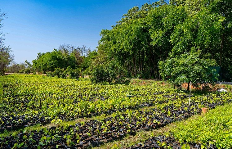 Nursery at PEKB, Adani Natural Resources